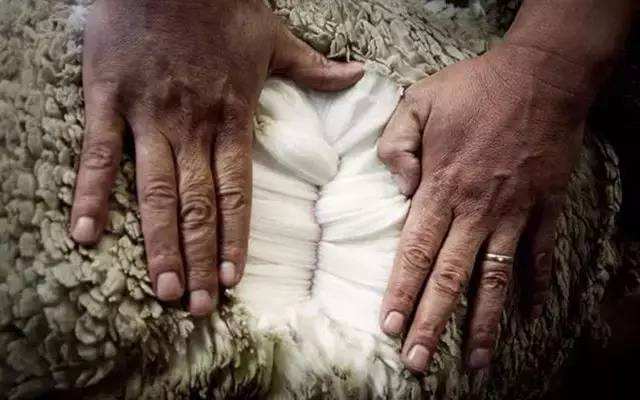 澳洲美利奴绵羊的来源于发展3